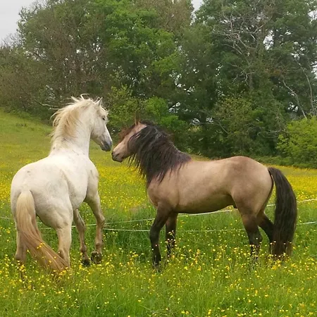 Borde Béarnaise En Pleine Nature *